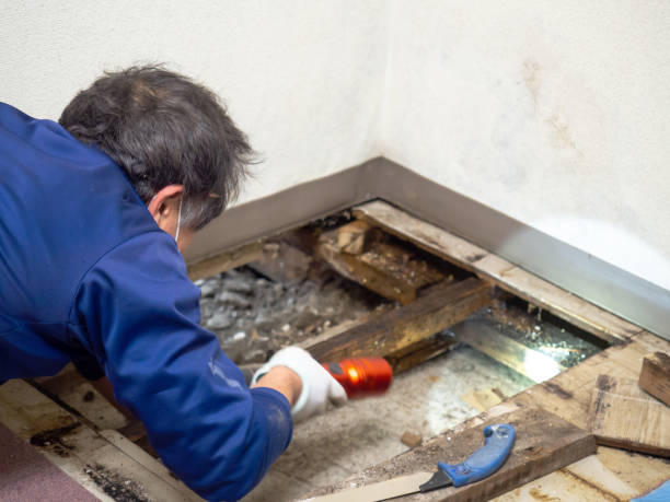 Best Mold Cleaning Services  in San Ramon, CA
