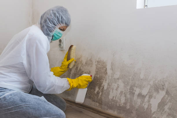 Best Mold Testing  in San Ramon, CA