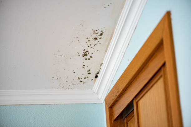Best Residential Mold Removal  in San Ramon, CA