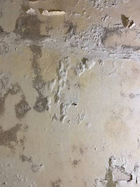Best Commercial Mold Removal  in San Ramon, CA
