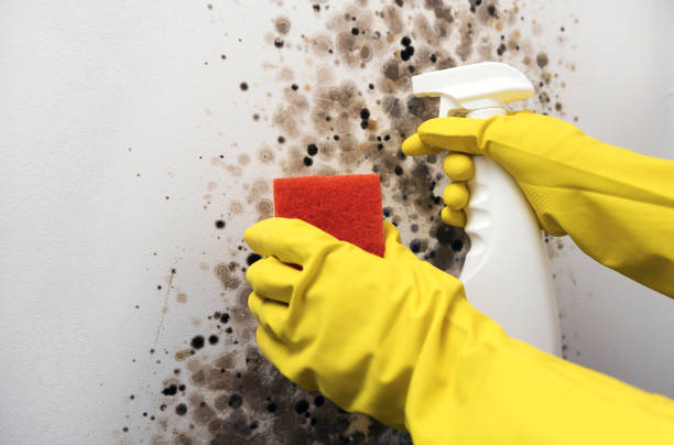 Best Emergency Mold Removal  in San Ramon, CA