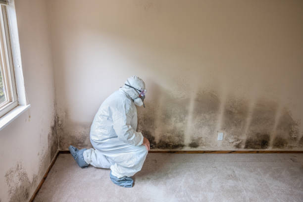 Office Mold Removal Services in San Ramon, CA