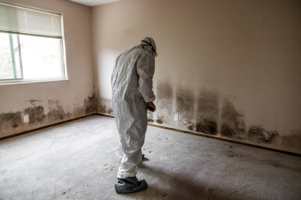 Trusted San Ramon, CA Mold Removal Experts