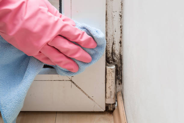  San Ramon, CA Mold Removal Pros