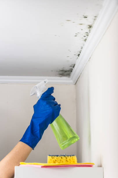 Best Certified Mold Removal  in San Ramon, CA